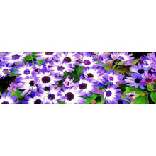 Lade das Bild in den Galerie-Viewer, Neuheit Blume - volle Runde Diamant-Malerei - 80x30cm