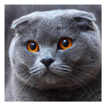 Lade das Bild in den Galerie-Viewer, Graue Katze - voller quadratischer Diamant - 25x25cm