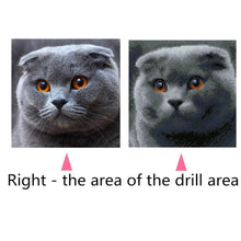 Lade das Bild in den Galerie-Viewer, Graue Katze - voller quadratischer Diamant - 25x25cm