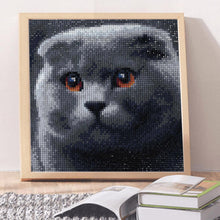 Lade das Bild in den Galerie-Viewer, Graue Katze - voller quadratischer Diamant - 25x25cm
