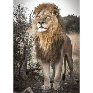 Löwenwüste - voller runder Diamant - 40x30cm