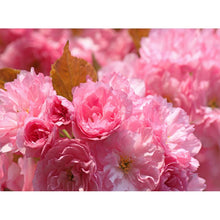 Lade das Bild in den Galerie-Viewer, Blume - voller runder Diamant - 40x30cm