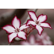 Lade das Bild in den Galerie-Viewer, Blume - voller runder Diamant - 40x30cm