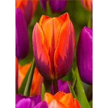 Lade das Bild in den Galerie-Viewer, Blumen - voller runder Diamant - 30x40cm