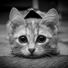 Lade das Bild in den Galerie-Viewer, Kunst - voller runder Diamant - 30x30cm