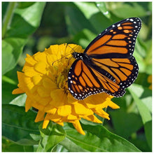 Lade das Bild in den Galerie-Viewer, Schmetterling - voller runder Diamant - 30x30cm