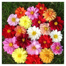 Lade das Bild in den Galerie-Viewer, Blume - volle Diamant-Malerei - 30x30cm