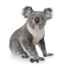 Lade das Bild in den Galerie-Viewer, Koala - volle Diamant-Malerei - 30x30cm