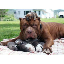Lade das Bild in den Galerie-Viewer, Hund - volle Diamant-Malerei - 30x40cm