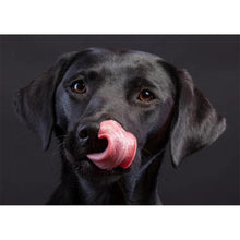 Lade das Bild in den Galerie-Viewer, Schwarze Dogpictures - volle Diamant-Malerei - 40x30cm