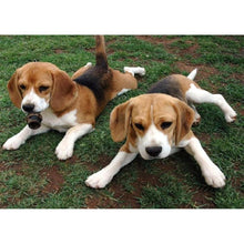 Lade das Bild in den Galerie-Viewer, DogAnimals - volle Diamant-Malerei - 40x30cm