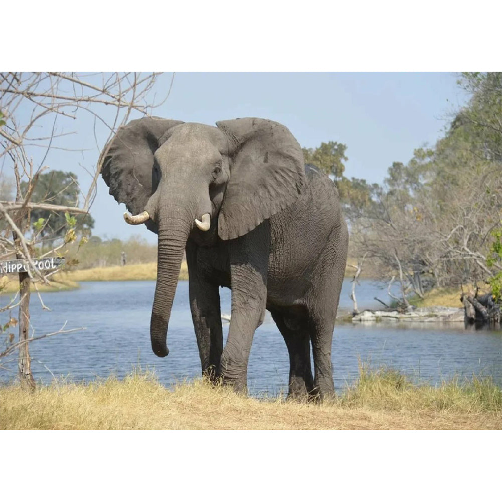 Bilder Fluss elefant - volle Diamant-Malerei - 40x30cm