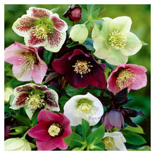 Lade das Bild in den Galerie-Viewer, Kreuzstich - volle Diamant-Malerei - 30x30cm