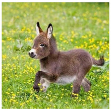 Lade das Bild in den Galerie-Viewer, Esel - voller runder Diamant - 30x30cm