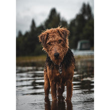 Lade das Bild in den Galerie-Viewer, Hund - voller runder Diamant - 30x40cm