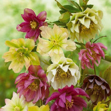 Lade das Bild in den Galerie-Viewer, Blumen - voller runder Diamant - 30x30cm