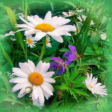 Lade das Bild in den Galerie-Viewer, Blumen - voller runder Diamant - 30x30cm