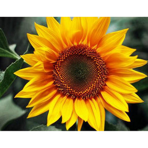 Positive Sonnenblume - voller runder Diamant - 40x30cm