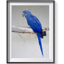 Lade das Bild in den Galerie-Viewer, Vogel - voller runder Diamant - 40x30cm
