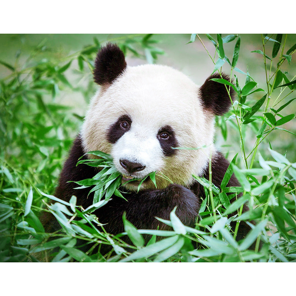 Panda essen Bambus - voller runder Diamant