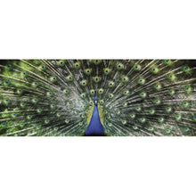 Lade das Bild in den Galerie-Viewer, Pfau - voller runder Diamant - 100x50cm
